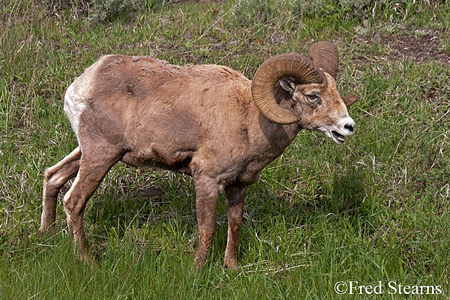 Yellowstone National Park Big Horn Ram